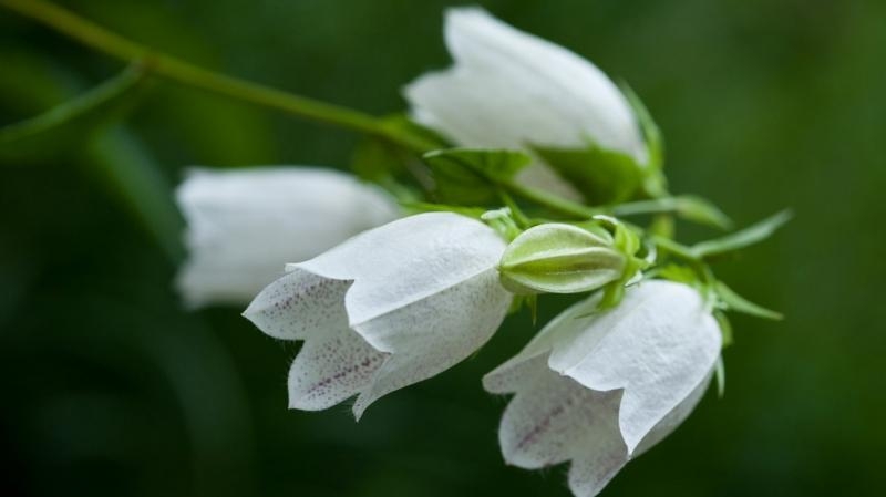 点击大图看下一张：铃兰植物