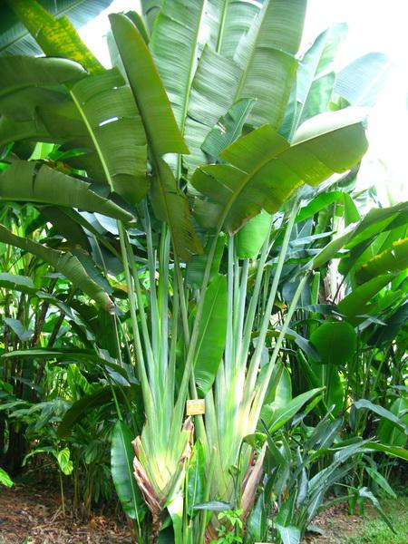 点击大图看下一张：旅人蕉图片