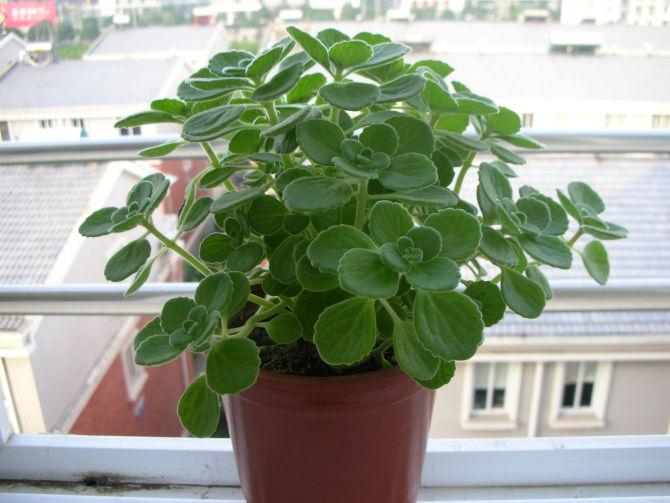 点击大图看下一张：碰碰香图片大全