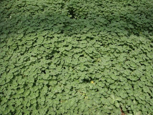 点击大图看下一张：碰碰香图片大全