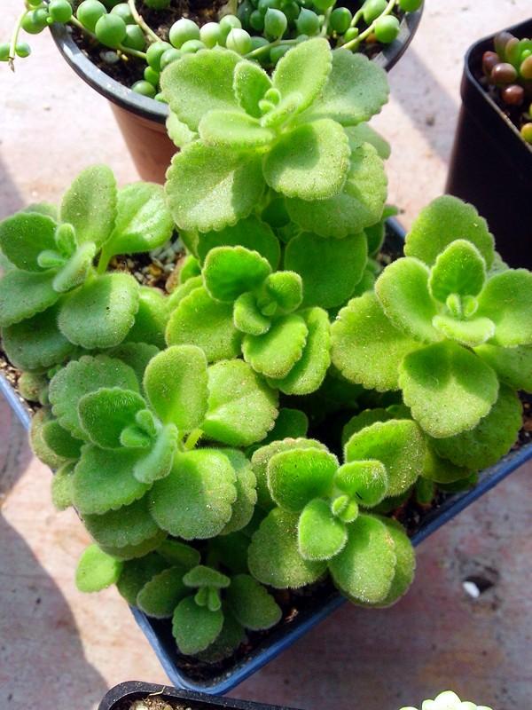 点击大图看下一张：碰碰香图片大全