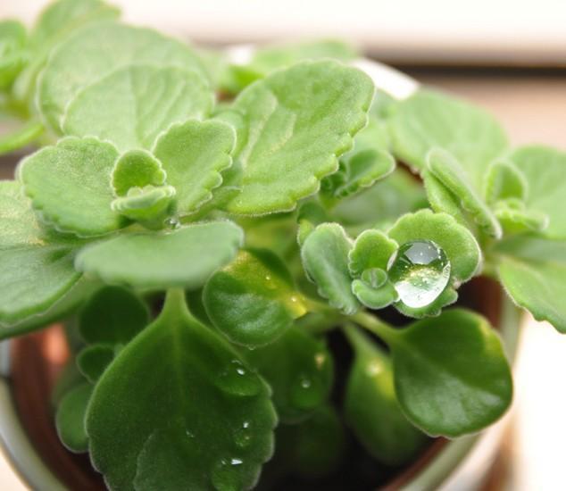 点击大图看下一张：碰碰香图片大全