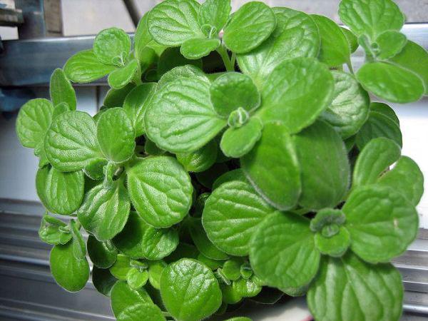 点击大图看下一张：碰碰香图片大全