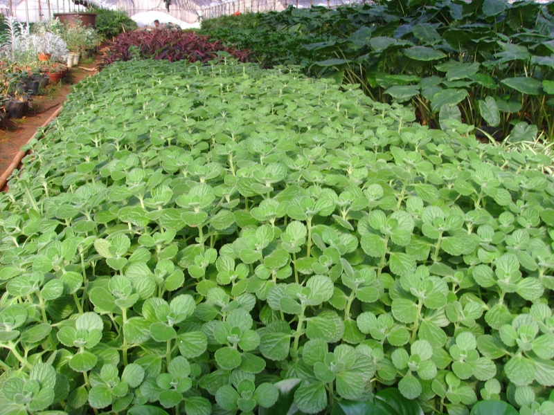 点击大图看下一张:碰碰香图片大全