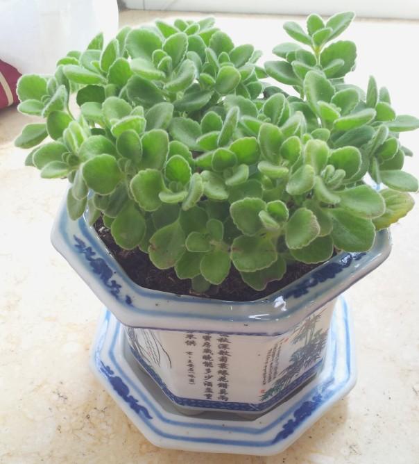 点击大图看下一张：碰碰香图片大全