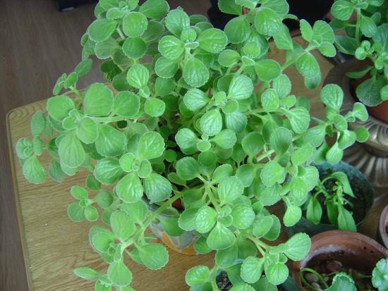 点击大图看下一张：碰碰香图片大全