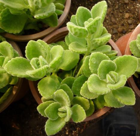 点击大图看下一张：碰碰香图片大全