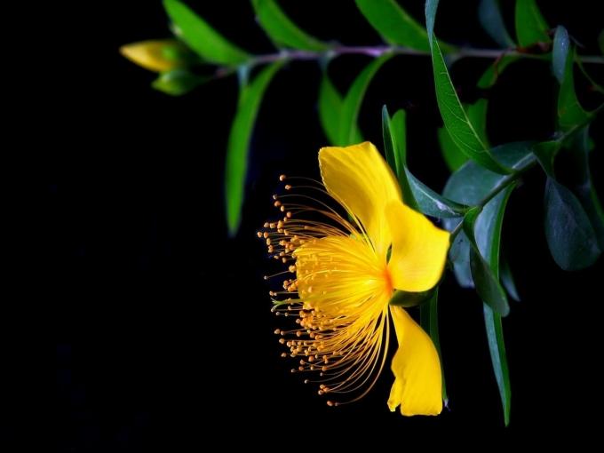 点击大图看下一张：植物金丝桃