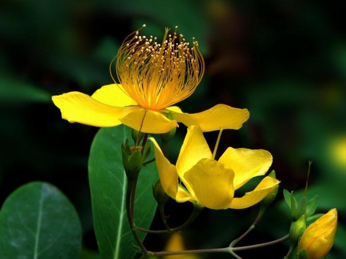 点击大图看下一张：植物金丝桃