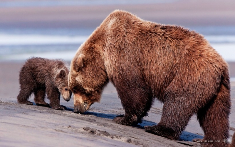 点击大图看下一张：霸气可爱的森林大熊图片