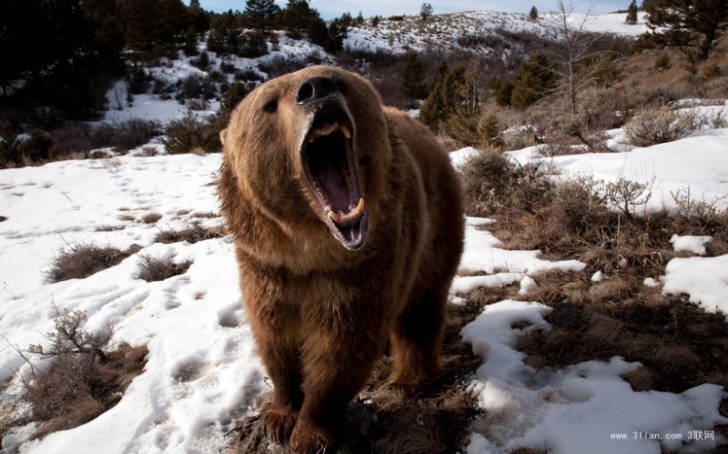 点击大图看下一张：霸气可爱的森林大熊图片