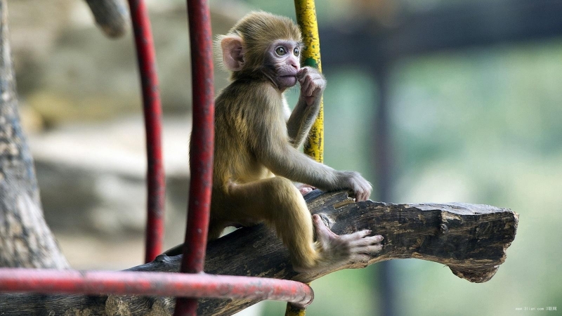 点击大图看下一张：超萌的小猴子图片