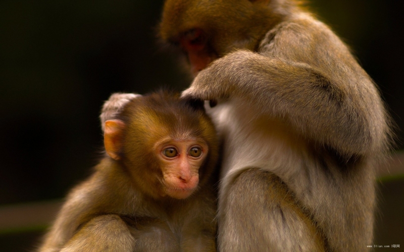 点击大图看下一张：超萌的小猴子图片