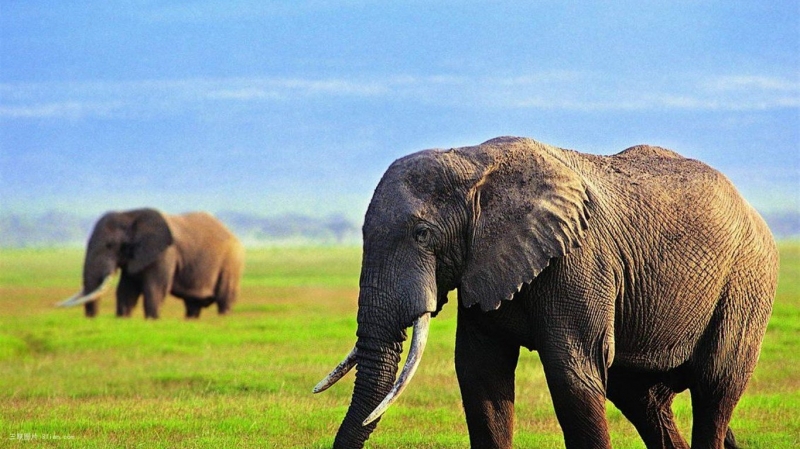 点击大图看下一张：泰国大象图片