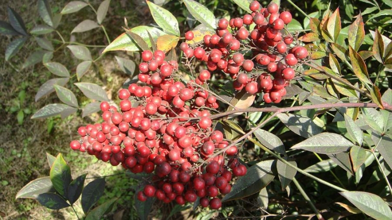 点击大图看下一张：南国红豆图片