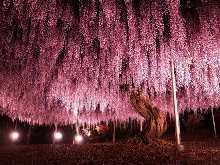 点击大图看下一张：日本足利紫藤树图片