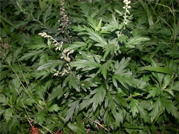 点击大图看下一张:野生艾蒿图片