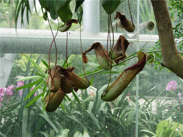 点击大图看下一张：猪笼草植物图片