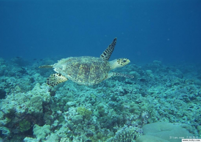 点击大图看下一张：海龟图片