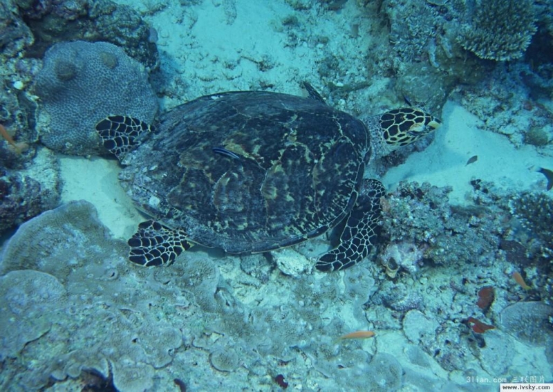 点击大图看下一张：海龟图片