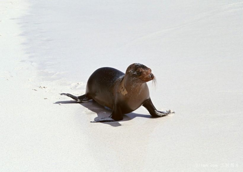 点击大图看下一张：海狮图片图片