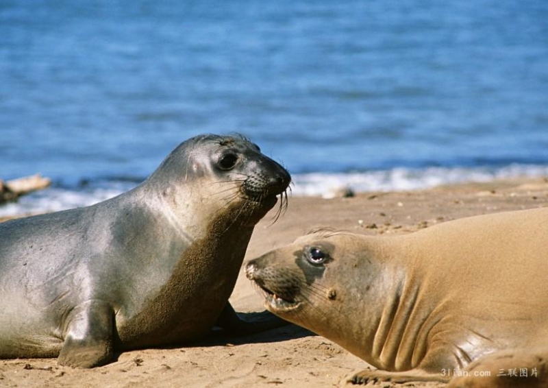 点击大图看下一张：海狮图片图片