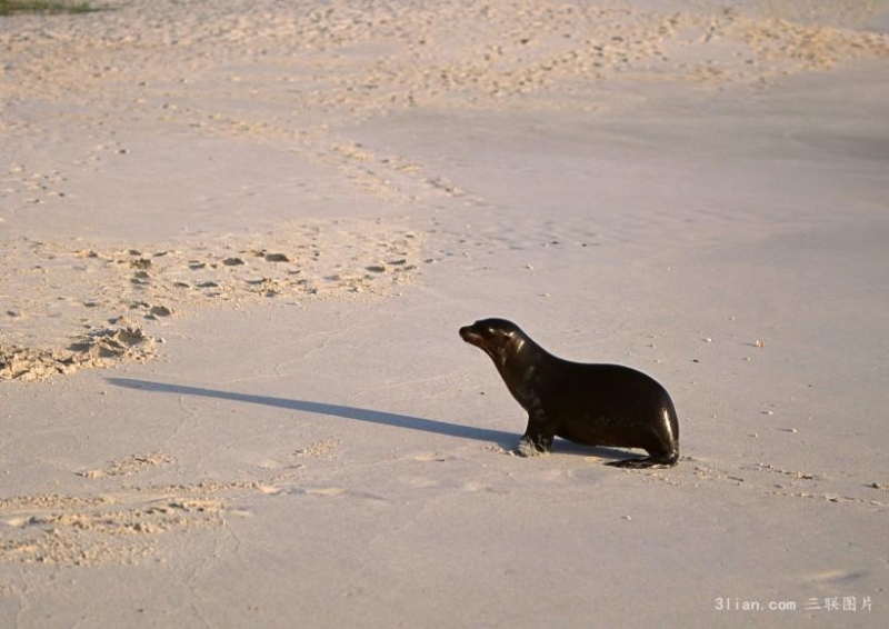 点击大图看下一张：海狮图片图片