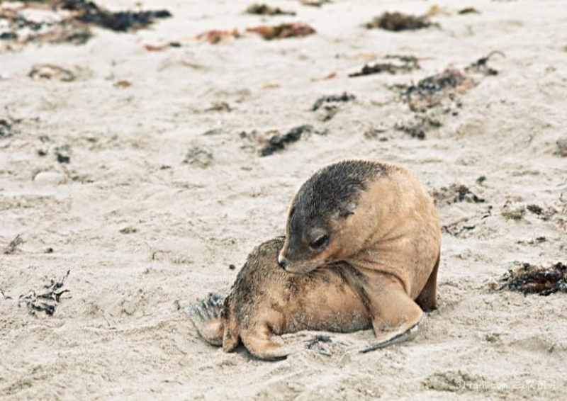 点击大图看下一张：海狮图片图片