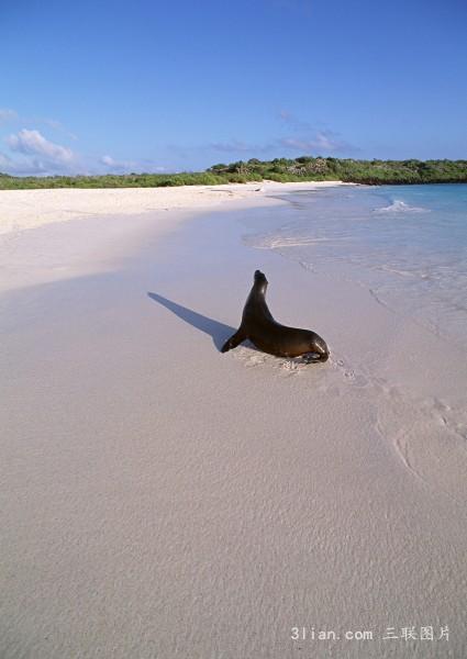 点击大图看下一张：海狮图片图片