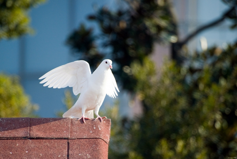 点击大图看下一张：和平的代表白鸽图片