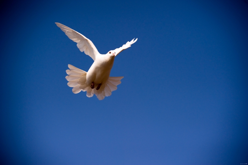 点击大图看下一张：和平的代表白鸽图片