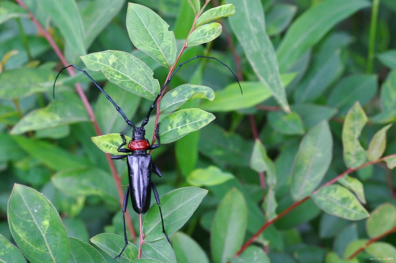 点击大图看下一张:山水牛图片