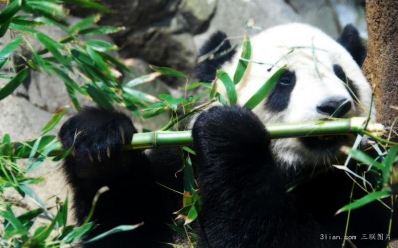 点击大图看下一张：熊猫图片