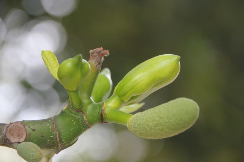 点击大图看下一张：菠萝蜜图片