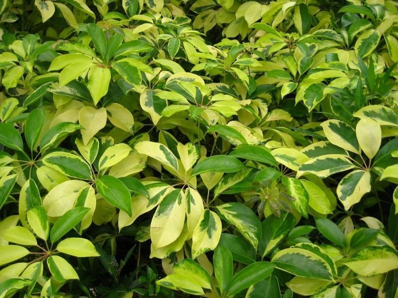 点击大图看下一张：鹅掌柴植物图片