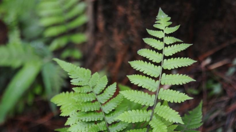点击大图看下一张：蕨菜图片