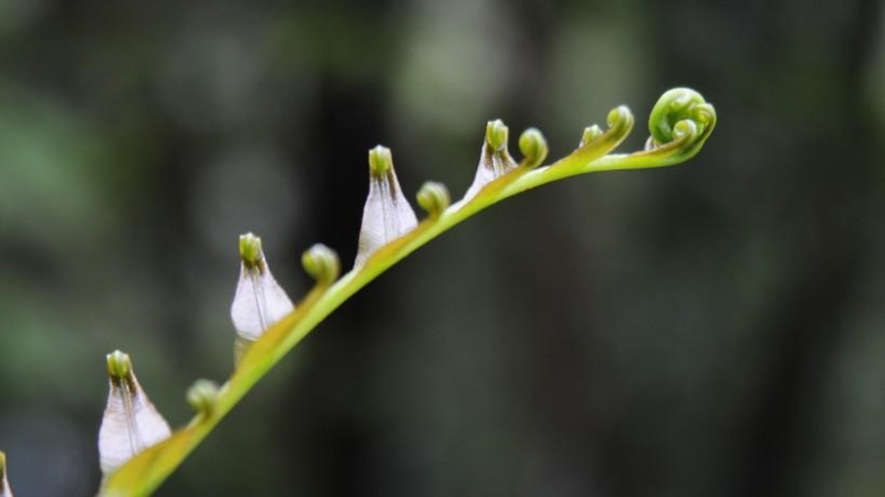 点击大图看下一张：蕨菜图片