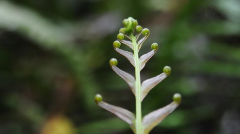 点击大图看下一张：蕨菜图片