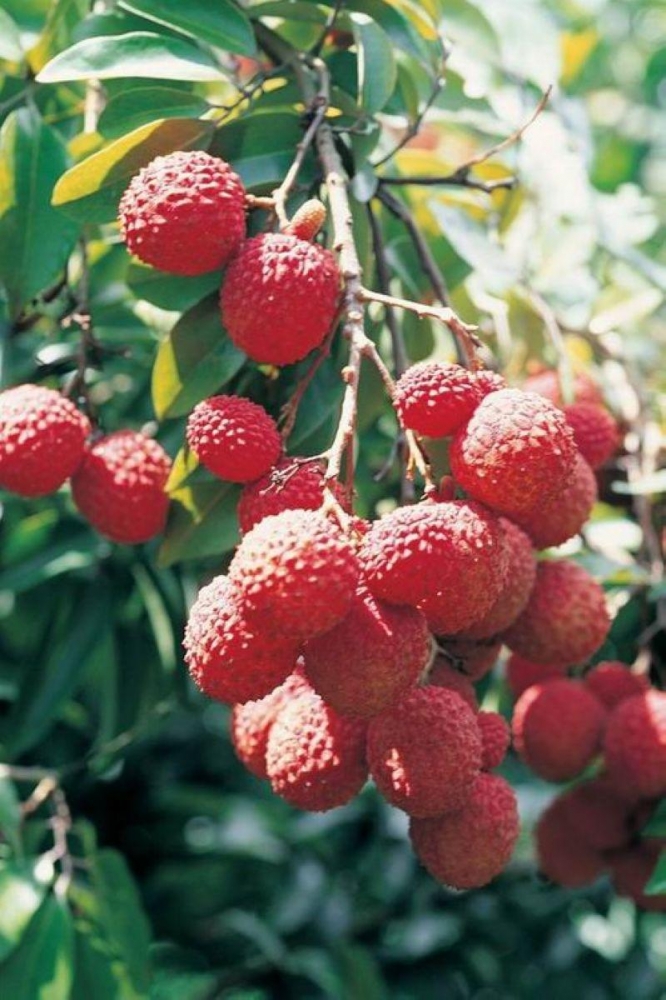 点击大图看下一张:荔枝树图片