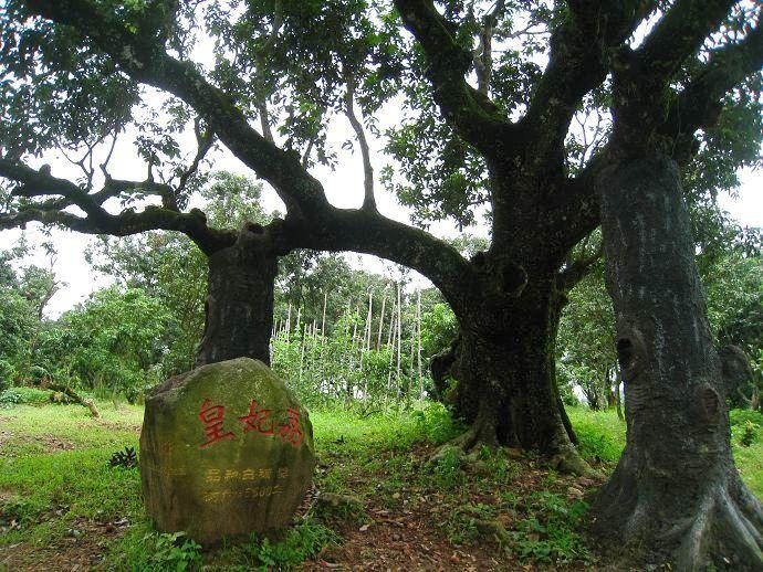 点击大图看下一张：荔枝树图片