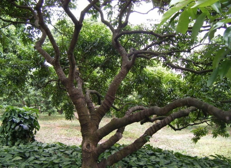 点击大图看下一张：荔枝树图片