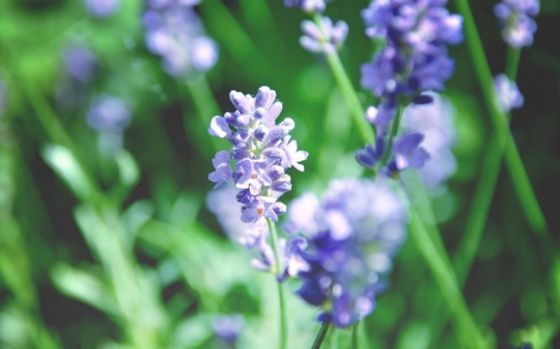 点击大图看下一张：美丽的薰衣草图片