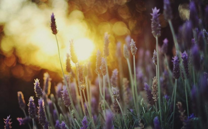 点击大图看下一张:美丽的薰衣草图片