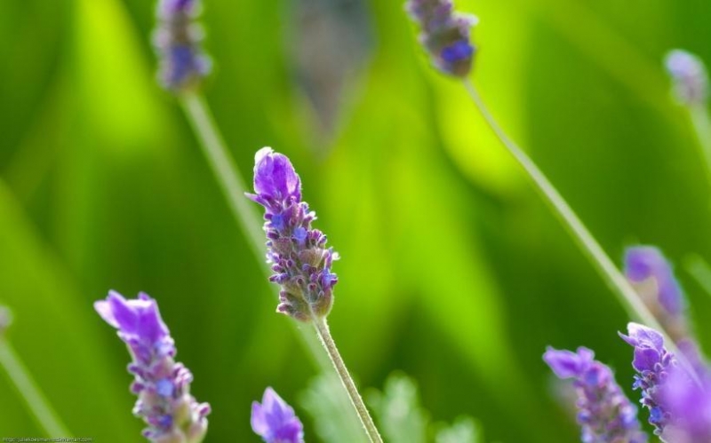 点击大图看下一张:美丽的薰衣草图片