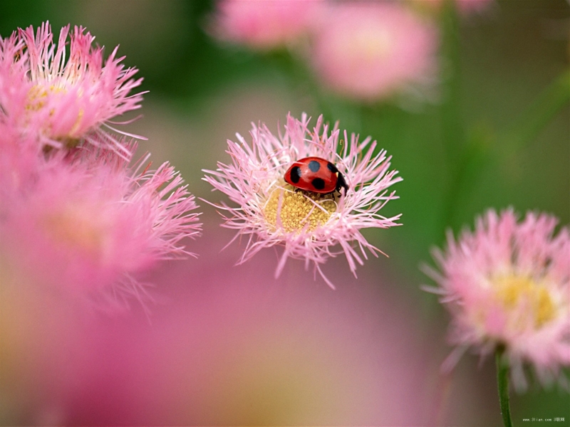 点击大图看下一张：可爱的小瓢虫图片