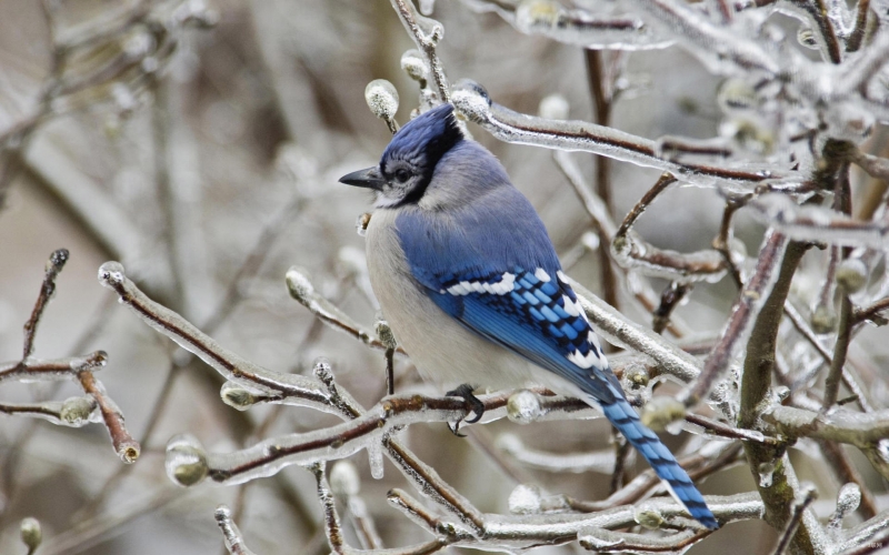 点击大图看下一张：蓝枕蓝鸦鸟类图片