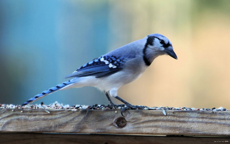 点击大图看下一张：蓝枕蓝鸦鸟类图片