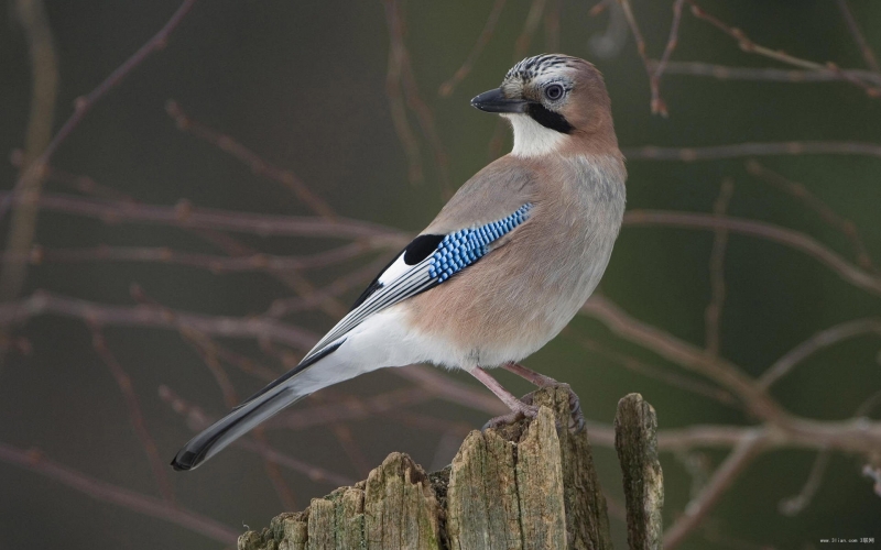 点击大图看下一张:蓝枕蓝鸦鸟类图片