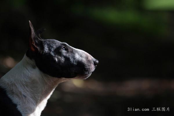 点击大图看下一张:伤感的牛头梗图片