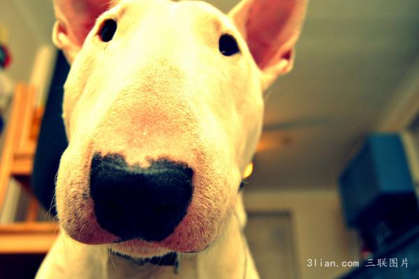 点击大图看下一张：伤感的牛头梗图片